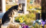 Cani e padroni seppelliti insieme, Regione approva la legge