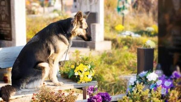 Cani e padroni seppelliti insieme, Regione approva la legge