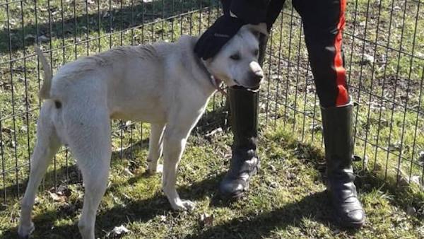 Calci al cane il mezzo alla strada: padrone denunciato