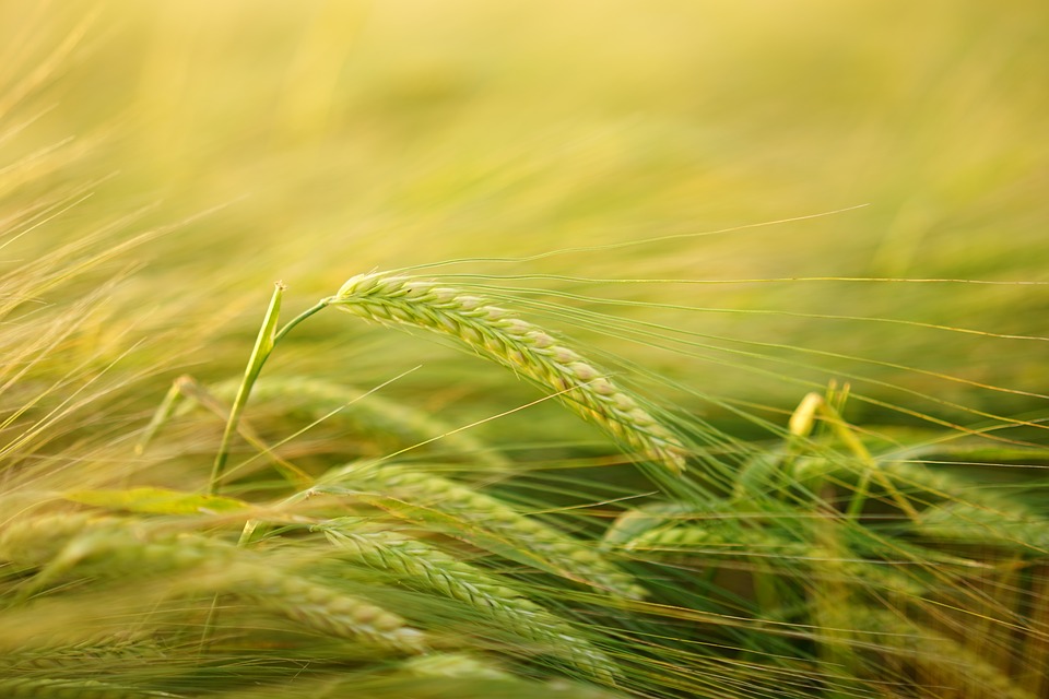 Fibre e cereali, i benefici per la salute