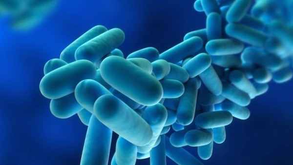 Ritorna la paura legionella nel Milanese: nelle tubature di Milano 2