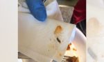 Molla nelle lasagne alla scuola elementare: "Fatto gravissimo"