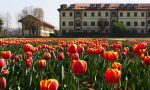Torna “Tulipani Italiani” ma cambia location