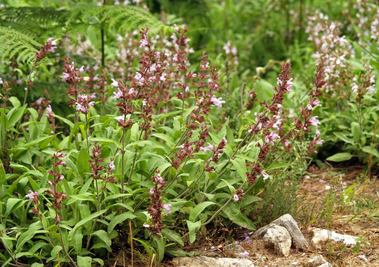 Salvia officinalis e le sue proprietà benefiche