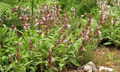 Salvia officinalis e le sue proprietà benefiche