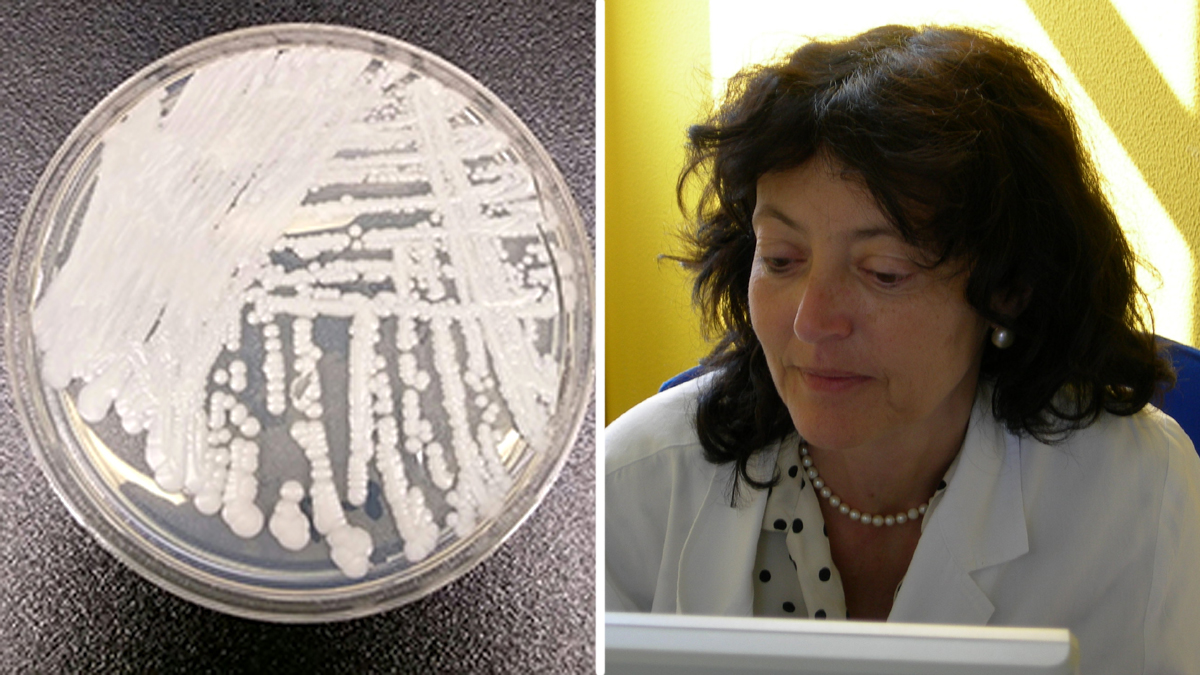 Candida auris: l’ultimo spauracchio del fungo che uccide in tre mesi