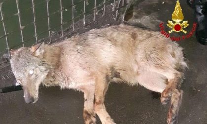 Cane finito nel Naviglio rischia di affogare: salvato dai vigili del fuoco