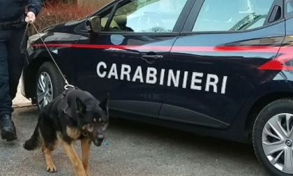 Droga nascosta in cantina: la scopre il cane dell'Unità Cinofili