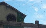 Centinaia di api volano sul Borgo: messe in salvo dagli apicoltori
