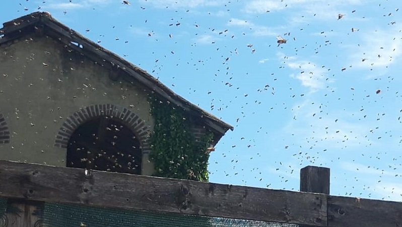 Centinaia di api volano sul Borgo: messe in salvo dagli apicoltori