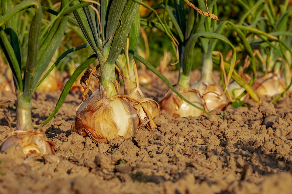 Dieci consigli per un orto perfetto