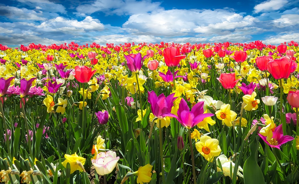 Pasqua a tavola, il ruolo dei fiori