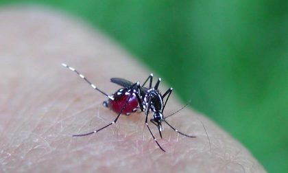 Perché le zanzare ci pungono? Lo rileva uno studio dell'Università Statale