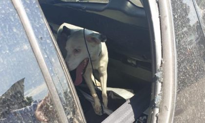 Cane chiuso in macchina, la polizia locale rompe il vetro e lo libera FOTO