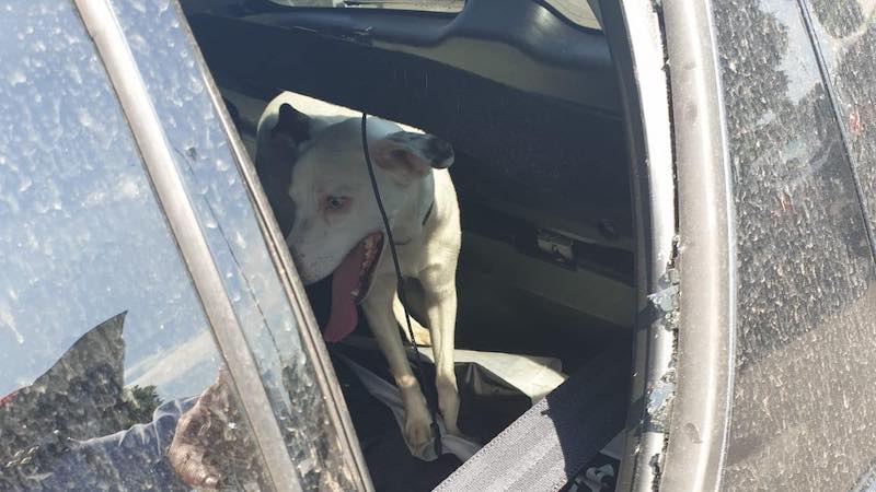 Cane chiuso in macchina, la polizia locale rompe il vetro e lo libera FOTO