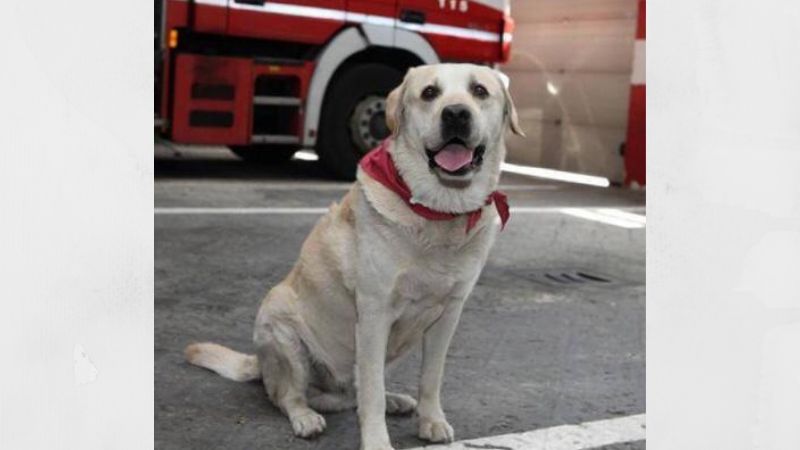 Addio Ruben, il cane pompiere di Milano: “Grazie di tutto amico fedele”