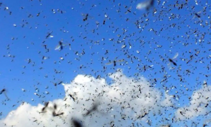 E' davvero un problema questa invasione di moscerini?
