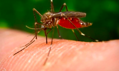 Lotta alle zanzare oppure lotta ai moscerini?