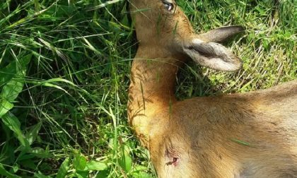 Bracconieri sparano e uccidono un capriolo nel Bosco Wwf