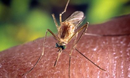 Disinfestazione dalle zanzare, importante per prevenire malattie