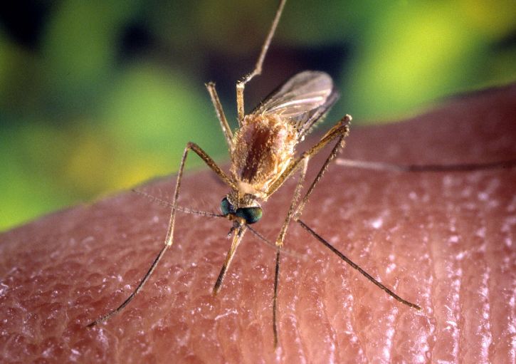 Disinfestazione dalle zanzare, importante per prevenire malattie