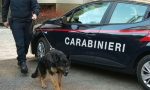 Autista di autobus arrestato con dosi di eroina e cocaina