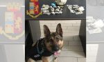 Trovato fortino di droga dai cani poliziotti