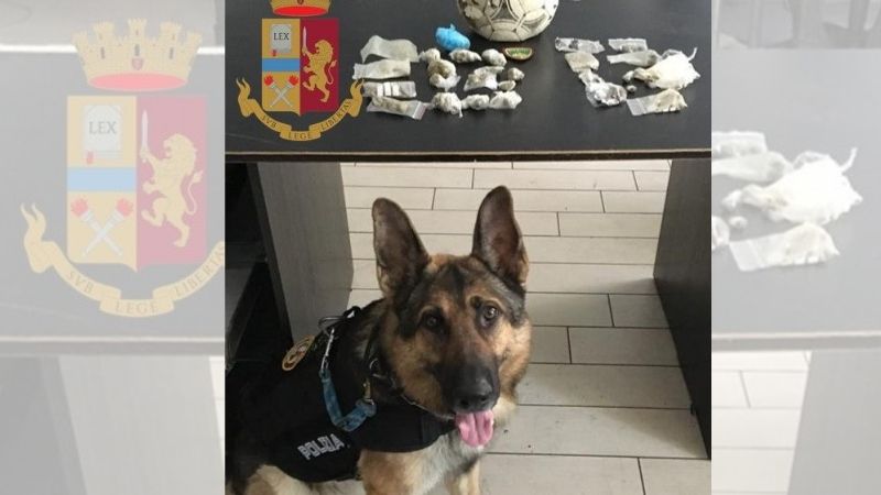 Trovato fortino di droga dai cani poliziotti
