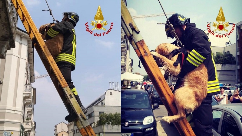 Cane lasciato sul balcone sotto il sole: salvato dai pompieri