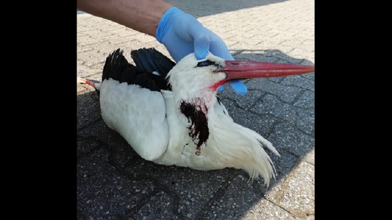 Cicogna Bianca uccisa da un proiettile al collo