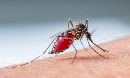 Un caso di Dengue a Buccinasco, al via il protocollo sanitario