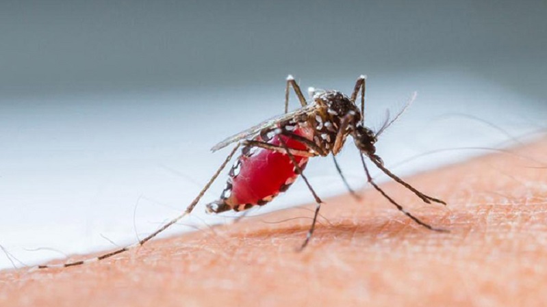 Un caso di Dengue a Buccinasco, al via il protocollo sanitario