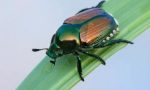 Uno scarabeo colorato sta seminando il panico in orti e giardini