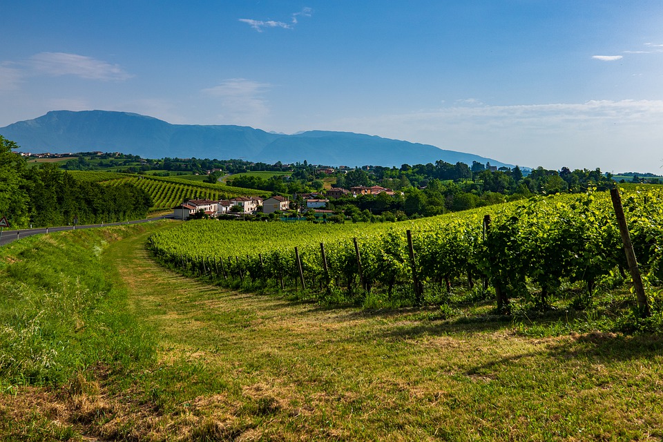 Le colline del Prosecco sono patrimonio dell’Unesco