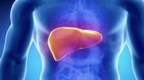 Una ricerca di Humanitas scopre l’origine del fegato grasso nell’intestino