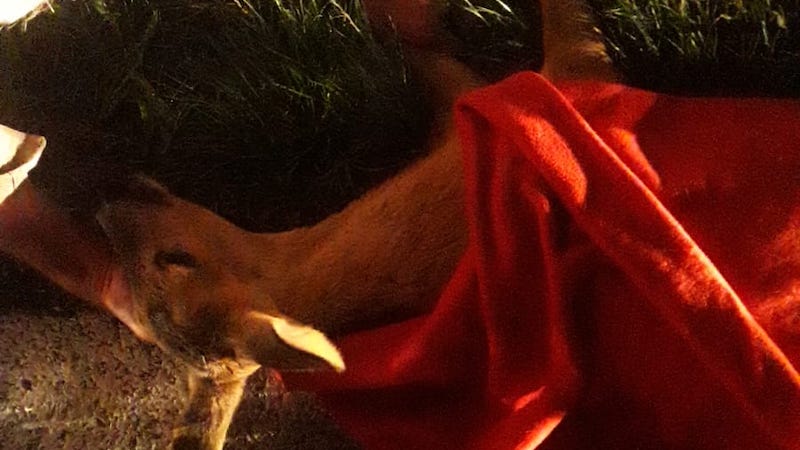 Investe e uccide un capriolo e scappa, inutili i soccorsi dei passanti