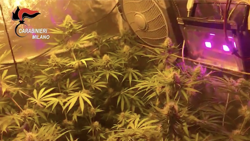 Serra di marijuana allestita in cantina: arrestato 42enne VIDEO