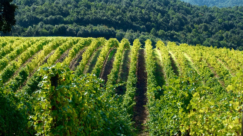 Arrestato pusher che spacciava in collina: la droga nascosta tra le piante