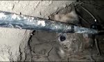 Cagnolino si incastra in un buco: salvato dai vigili del fuoco e protezione civile VIDEO