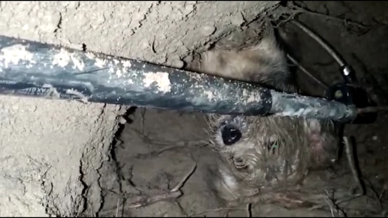 Cagnolino si incastra in un buco: salvato dai vigili del fuoco e protezione civile VIDEO