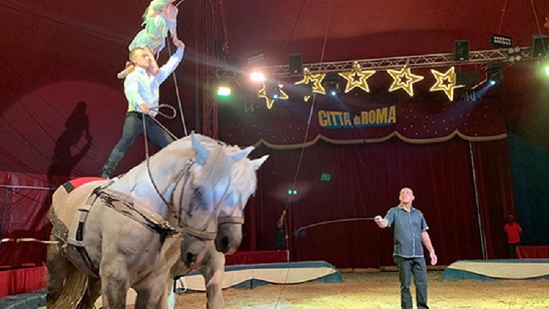 Circo in città, scoppia la polemica tra gli animalisti