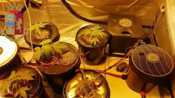 Operazioni anti droga della polizia nel weekend, sequestrata serra sul balcone di casa