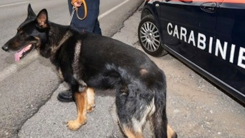 Spacciatore arrestato grazie al fiuto del cane Denver