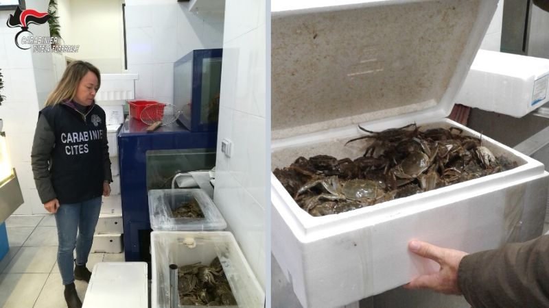 Sequestrati oltre due quintali di granchi cinesi vivi a Milano