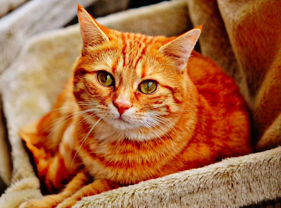 Che cosa è la sterilizzazione sui gatti?