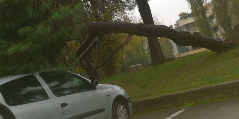 Crolla un pino, il sindaco: “Evento imprevedibile, dovuto alle piogge”