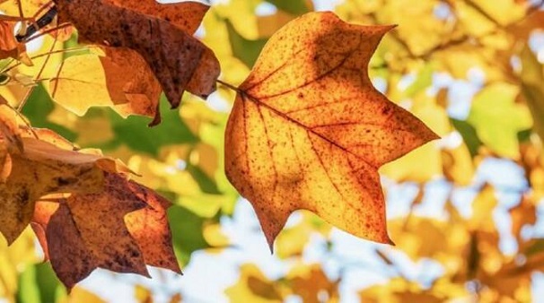 PREVISIONI METEO | Novembre si chiude con il sole. Domenica ancora piogge