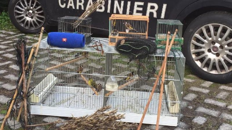 Cattura uccellini nel bosco: denunciato cacciatore