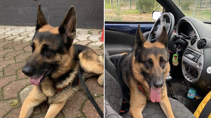 Cico, cane maltrattato fin da piccolo: si cercano nuovi padroni