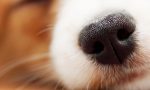 I cani "fiutano" il tumore alla prostata: la scoperta di Humanitas e Politecnico